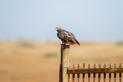 尽享90ko极速足球比分网,精准比分与精彩赛事一网打尽 尽享90ko极速足球比分网,精准比分与精彩赛事一网打尽